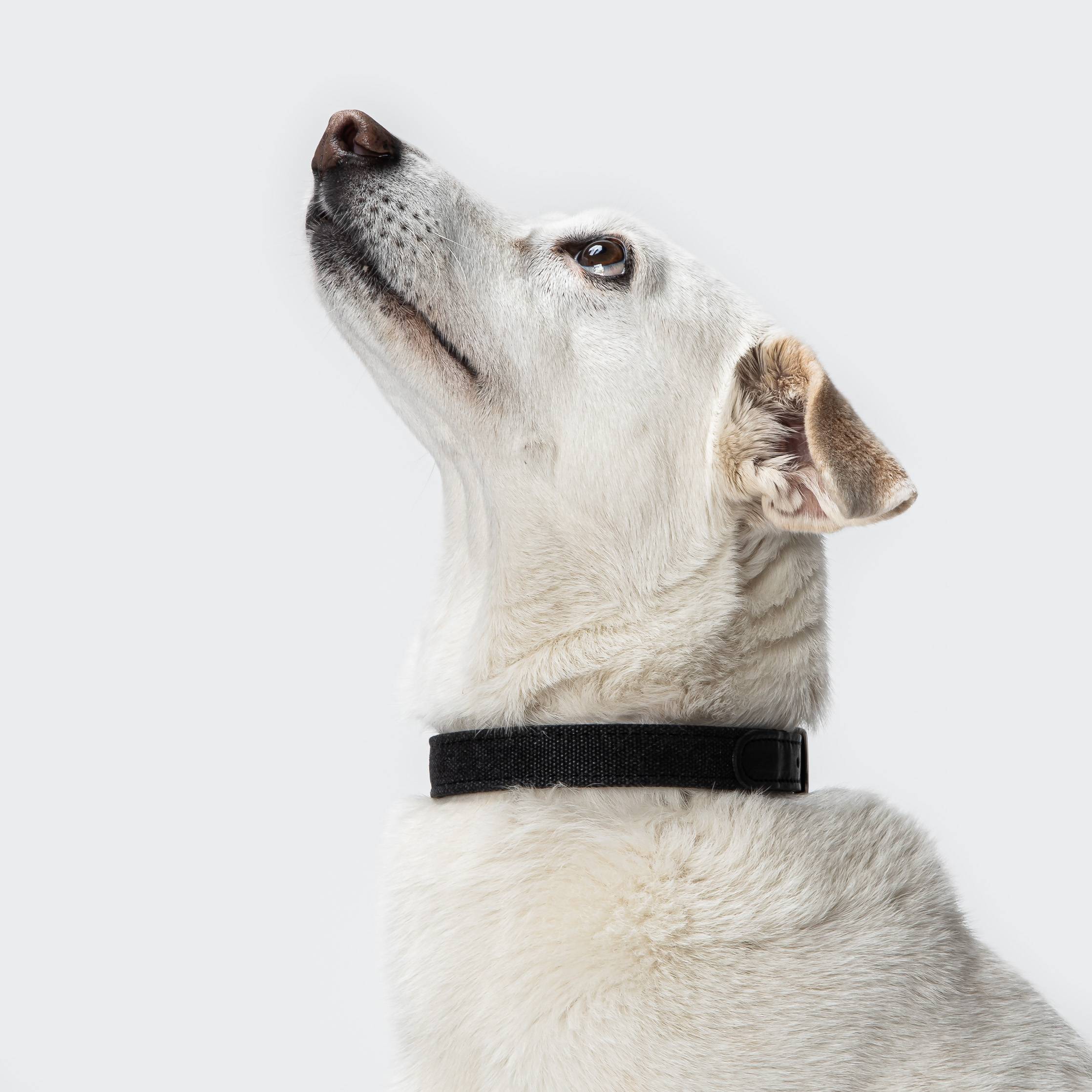 Dog Collar Tivoli